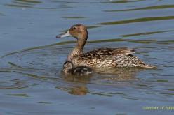Canard pilet